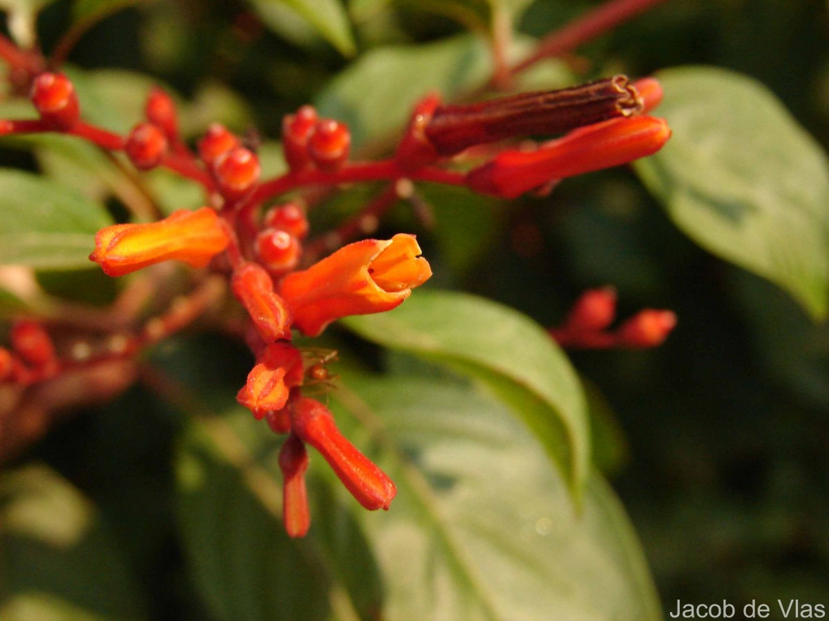 Hamelia patens Jacq.